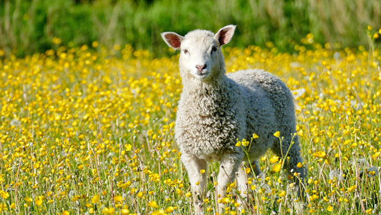 Ein Lamm steht in einer Wiese, die mit gelben Blüten gesprenkelt ist. Das Lamm sieht aufmerksam in die Kamera.
